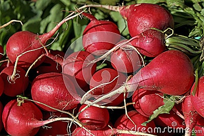 Radish Raphanus raphanistrum red variety Stock Photo