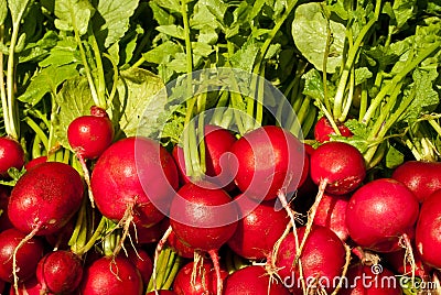 Red radish Stock Photo