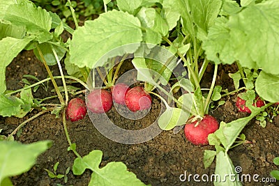 Red radishes in the soil Stock Photo