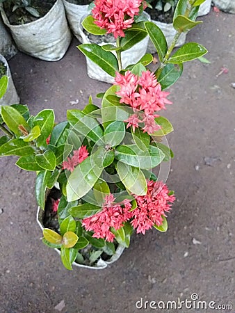Red rangan ixora flowers bloom Stock Photo