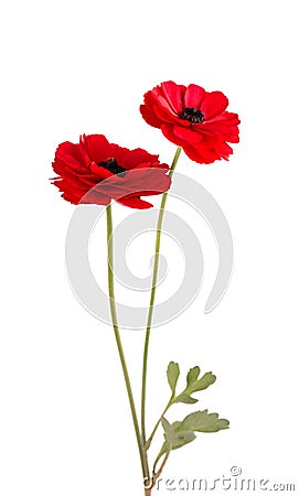 Red ranunculus asiaticus flower isolated on white background. Persian buttercup. Beautiful summer flowers. Stock Photo