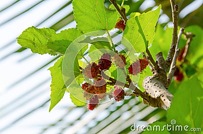 Red rasberries on the tree and sunlight on leaves. Stock Photo