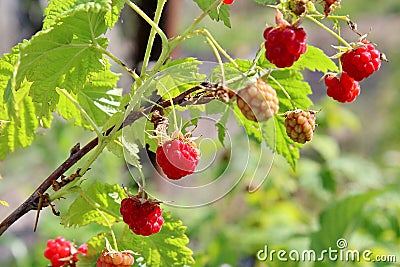 red raspberries ripen on a branch against a background of green plants Stock Photo