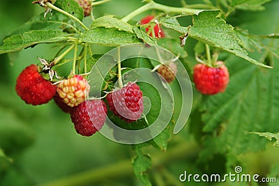 Red raspberries ripen on healthy green canes Stock Photo