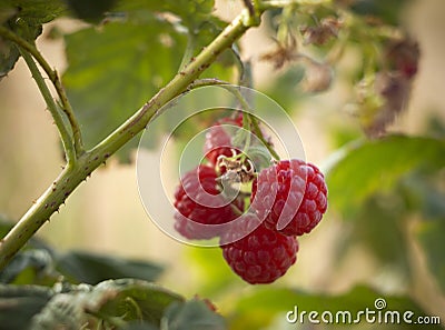 Red raspberry berries Rubus idaeus hang on a Bush in autumn in Greece Stock Photo