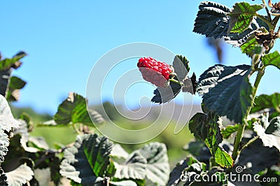 A red raspberry plant on field Stock Photo