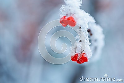 Red rawanberry covered with snow in winter day Stock Photo