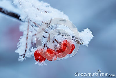 Red rawanberry covered with snow in winter day Stock Photo