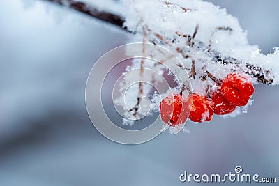 Red rawanberry covered with snow in winter day Stock Photo