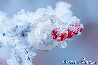 Red rawanberry covered with snow in winter day Stock Photo