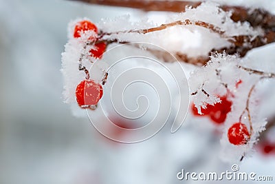 Red rawanberry covered with snow in winter day Stock Photo