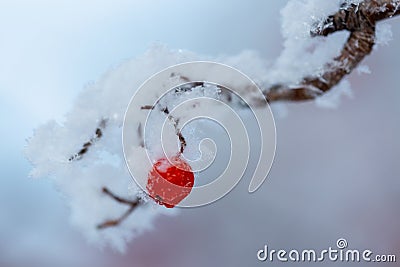 Red rawanberry covered with snow in winter day Stock Photo