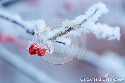 Red rawanberry covered with snow in winter day Stock Photo