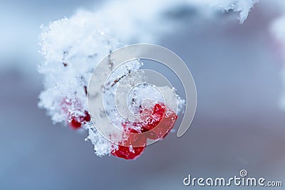 Red rawanberry covered with snow in winter day Stock Photo