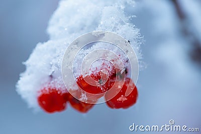 Red rawanberry covered with snow in winter day Stock Photo