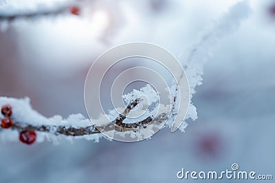 Red rawanberry covered with snow in winter day Stock Photo