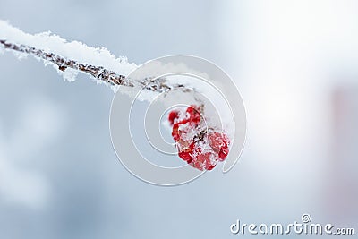 Red rawanberry covered with snow in winter day Stock Photo