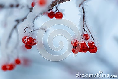 Red rawanberry covered with snow in winter day Stock Photo