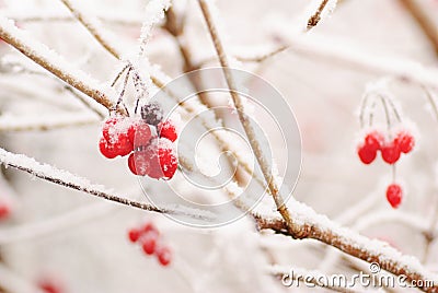 Red rawanberry in winter Stock Photo