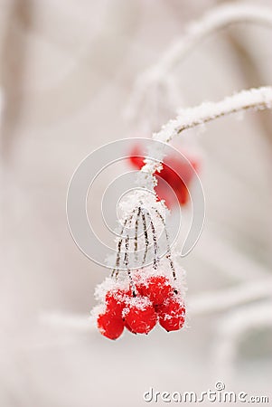 Red rawanberry in winter Stock Photo