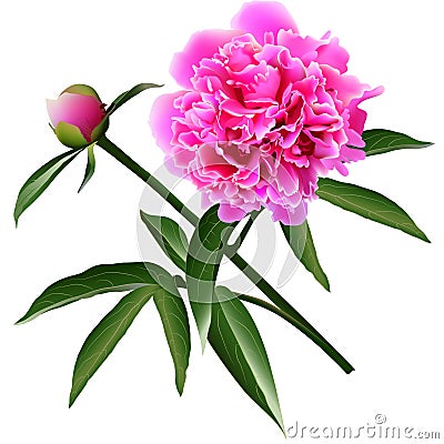 Red realistic paeonia flower with leaves and bud Vector Illustration