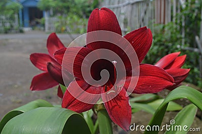 The red and red lilies that are very strong make eyes amaze and leaf green Stock Photo