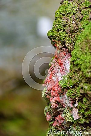 Red and reen moss and vegetation between stones Stock Photo