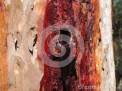 Close-up of resin extrusion of eucalyptus tree, Australian nature Stock Photo