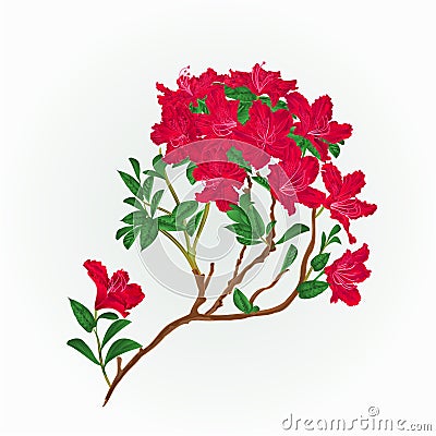 Red rhododendron branch vintage vector Vector Illustration