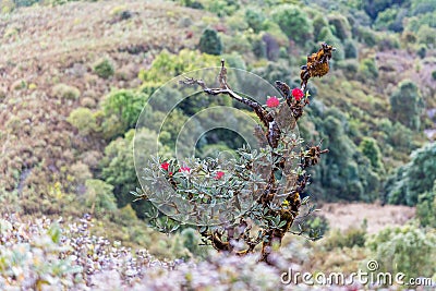 Red rhododendron flower in nature Stock Photo