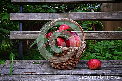Red ripe apple in basket Stock Photo