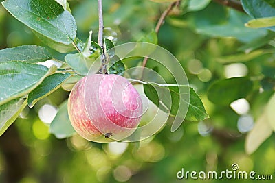 Red ripe apple on green twig close up Stock Photo