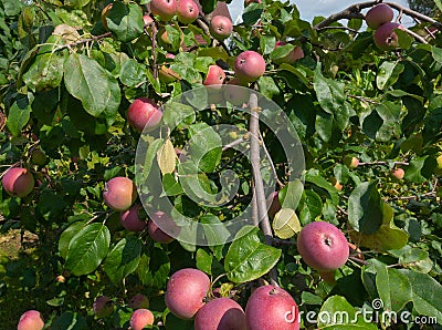 red ripe apples in the garden on an apple tree Stock Photo