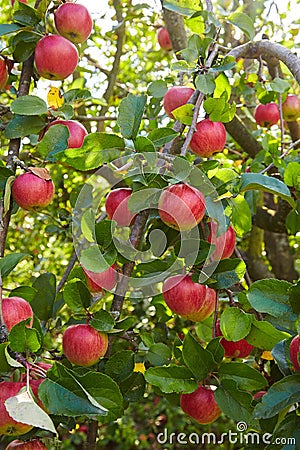 Red ripe apples growing in the garden Stock Photo