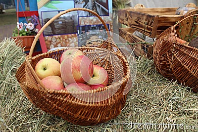 red ripe apples lie in a basket on the grass. Ingathering. Autumn summer work farmer useful food growing fruit. Collecting Vitamin Stock Photo
