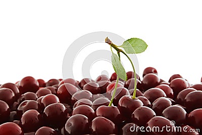 Red-ripe cherry Stock Photo