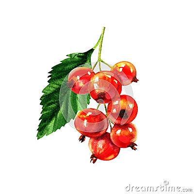 Red ripe currant with green leaf, summer sweet berry, fresh redcurrant, ribes rubrum, isolated, close-up, package design Cartoon Illustration