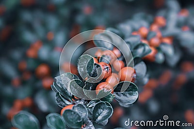 Ripe fruits of creeping cotoneaster in the garden Stock Photo