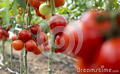 Red ripe heirloom tomatoes grown Stock Photo