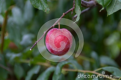 Red ripe juicy plum hanging on branch on fruit tree Stock Photo