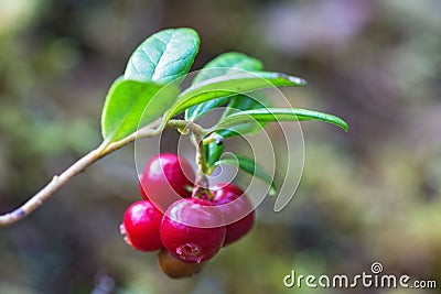 Red ripe lingonberries Stock Photo