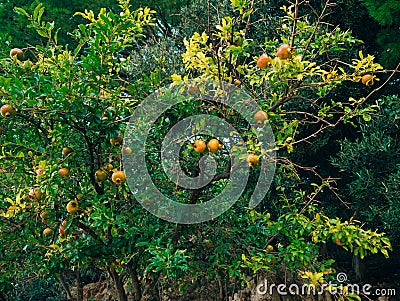 Red ripe pomegranate on the tree. Pomegranate trees in Montenegr Stock Photo