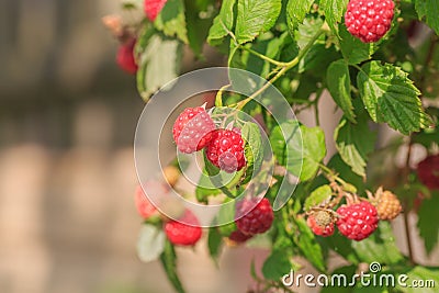 Red ripe raspberry Stock Photo