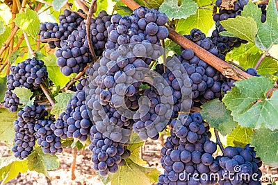 Red Ripe Red Grape Wine Clusters, Bunches on Vineyard Ready for Harvesting Stock Photo