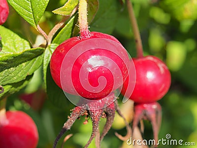 Red ripe rosehip fruits grow on the Bush Stock Photo