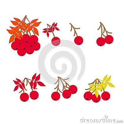 Red ripe rowan berries bunches set, vector illustration. Isolated on white background. Autumn concept Vector Illustration