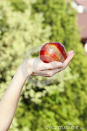 Red ripe single apple in beautiful hand Stock Photo