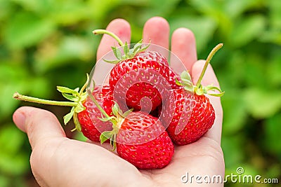 Red ripe strawberry on female palm on background green leaves Stock Photo