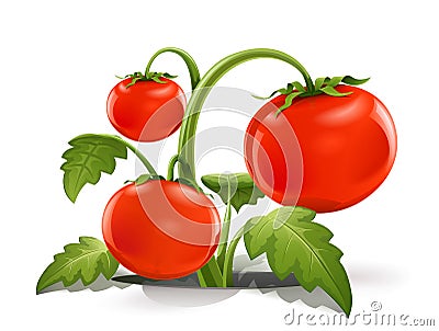 Red ripe tomato Vector Illustration