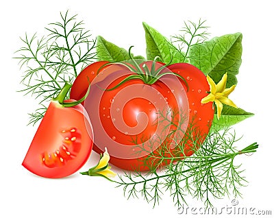 Red ripe tomatoes with dill. Vector Illustration